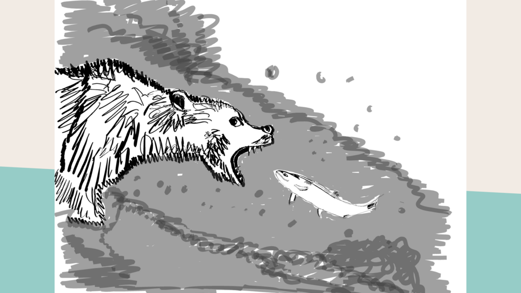 Illustratie van een zalm die stroomopwaarts zwemt, recht in de bek van een beer